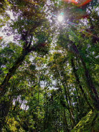 Low angle view of trees against sky