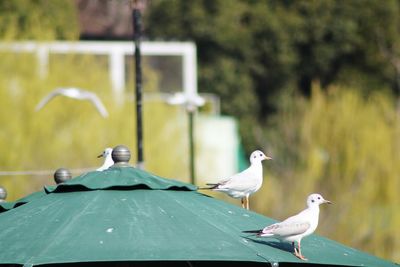 Seagulls perching