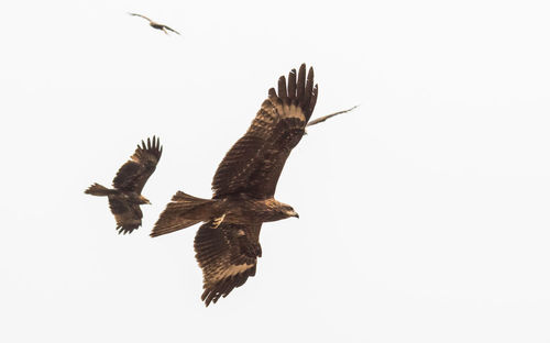 Low angle view of bird flying against clear sky