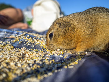 Close-up of squirrel