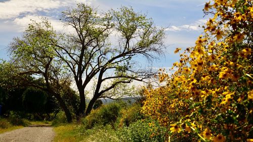 Scenic view of yellow flowering plants against sky