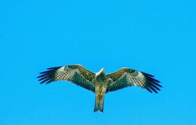 Low angle view of eagle flying against blue sky