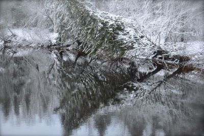 Reflection of trees in water