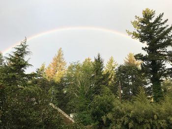 Low angle view of trees against rainbow in sky