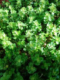 Full frame shot of plants