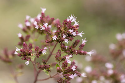 Close-up of pink flowering plant