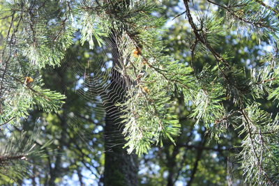 Low angle view of pine tree in forest