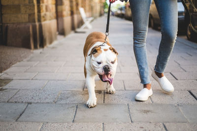 Low section of woman walking with english bulldog on sidewalk