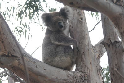 Low angle view of monkey sitting on tree trunk