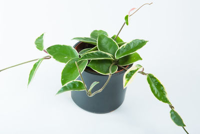 Close-up of potted plant against white background