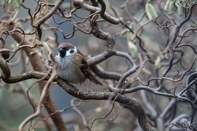 Close-up of bird perching on branch