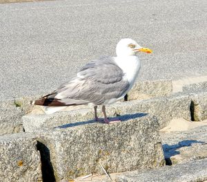 Seagull perching on a wall