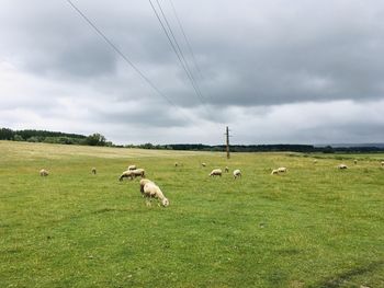 Flock of sheep grazing in field