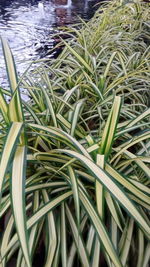 High angle view of grass growing in lake