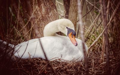 Close-up of cat relaxing on the wall
