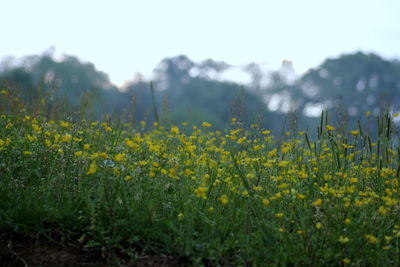 Yellow flowers growing in field