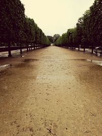 Road passing through trees