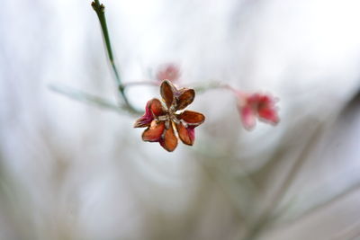 Close-up of red flowering plant