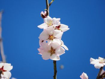 Low angle view of white cherry blossoms against clear blue sky