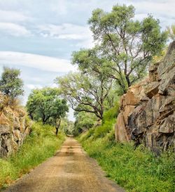 Road amidst trees against sky