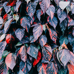 Full frame shot of multi colored leaves