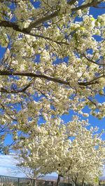 Low angle view of cherry blossom tree