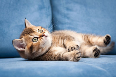 Funny orange british kitten lies on its side on a blue sofa