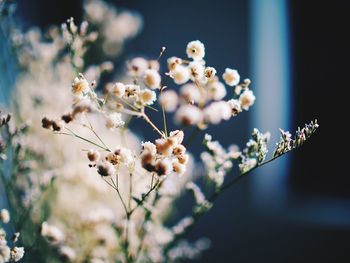 Close-up of white flowering plant