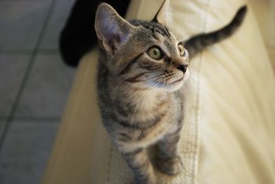 Close-up portrait of cat sitting