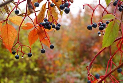 Close-up of fruits hanging on tree