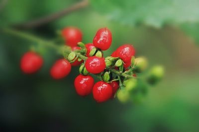 Close-up of red flower