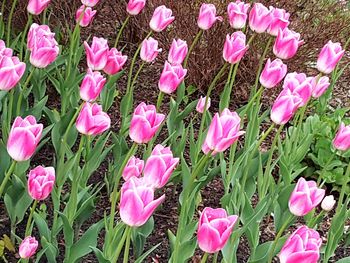 Close-up of pink flowers blooming outdoors