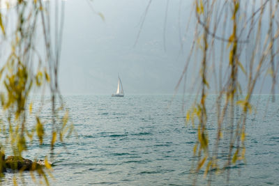 Sailboats sailing in sea