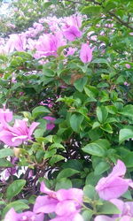 Pink flowers blooming outdoors