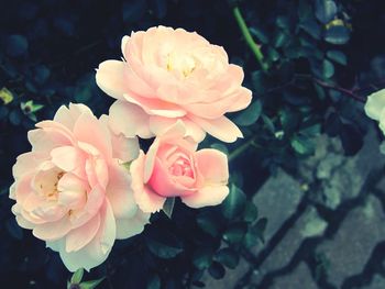 Close-up of pink rose