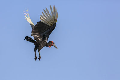 Low angle view of a bird flying