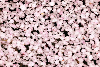 Full frame shot of white flowers