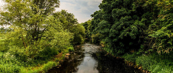 Scenic view of canal amidst trees in forest against sky