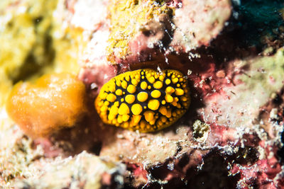 Close-up of fish underwater