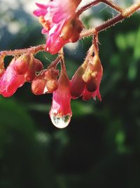 Close-up of red berries growing on tree