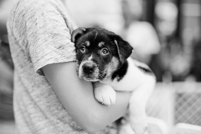 Close-up portrait of puppy