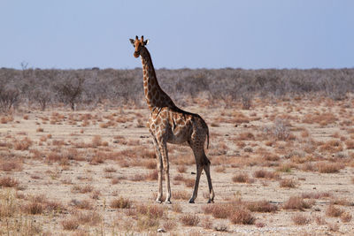 Giraffe standing on field