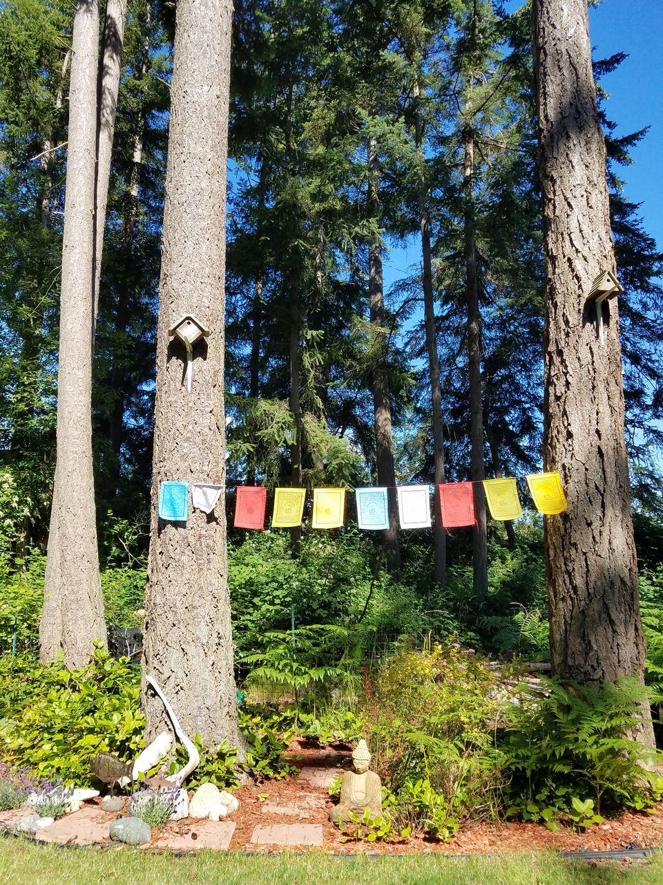 plant, tree, tree trunk, trunk, no people, growth, nature, hanging, day, multi colored, land, forest, tranquility, outdoors, sunlight, wood - material, tranquil scene, low angle view, religion, beauty in nature