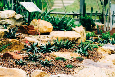 Close-up of potted plant on rock