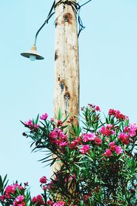 Low angle view of flower tree against clear sky
