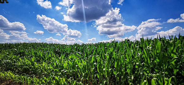 Panoramic view of corn field against sky
