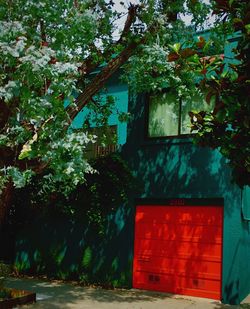 Ivy growing on tree