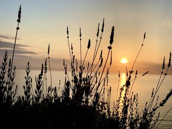 Close-up of silhouette plants on field against sky during sunset