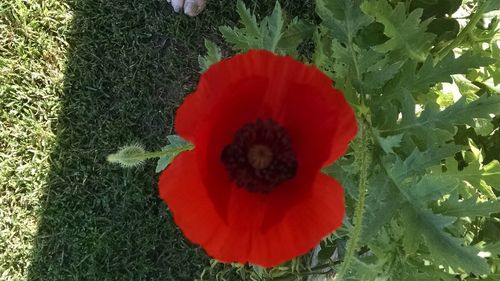 Full frame of red flowers blooming in field