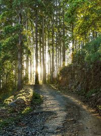 Dirt road amidst trees in forest